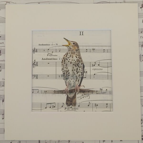 Song Thrush