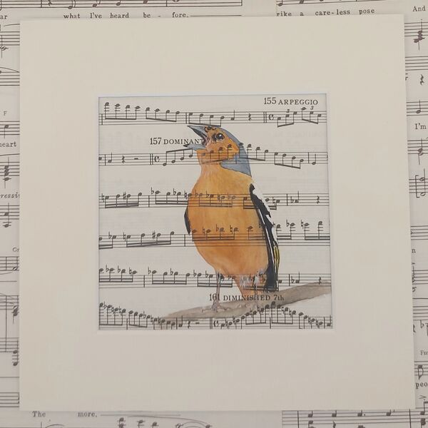 Chaffinch