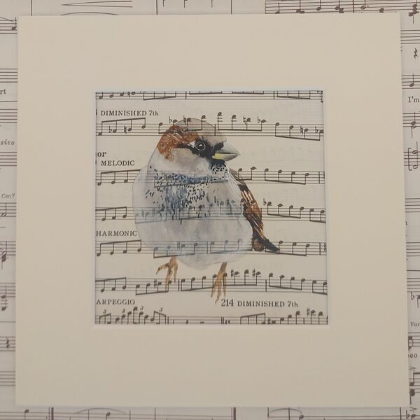 House Sparrow