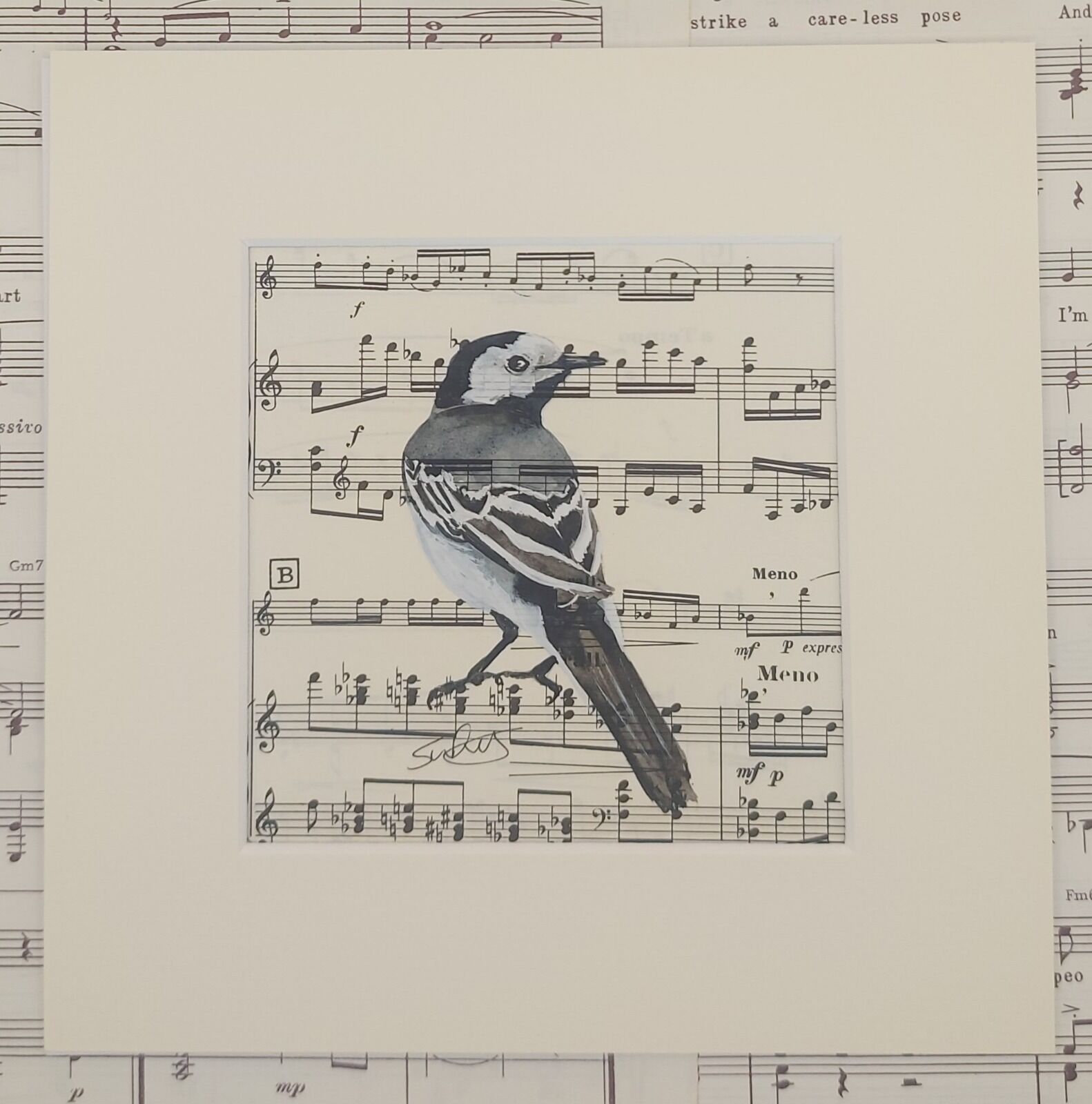 Pied Wagtail