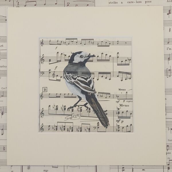 Pied Wagtail