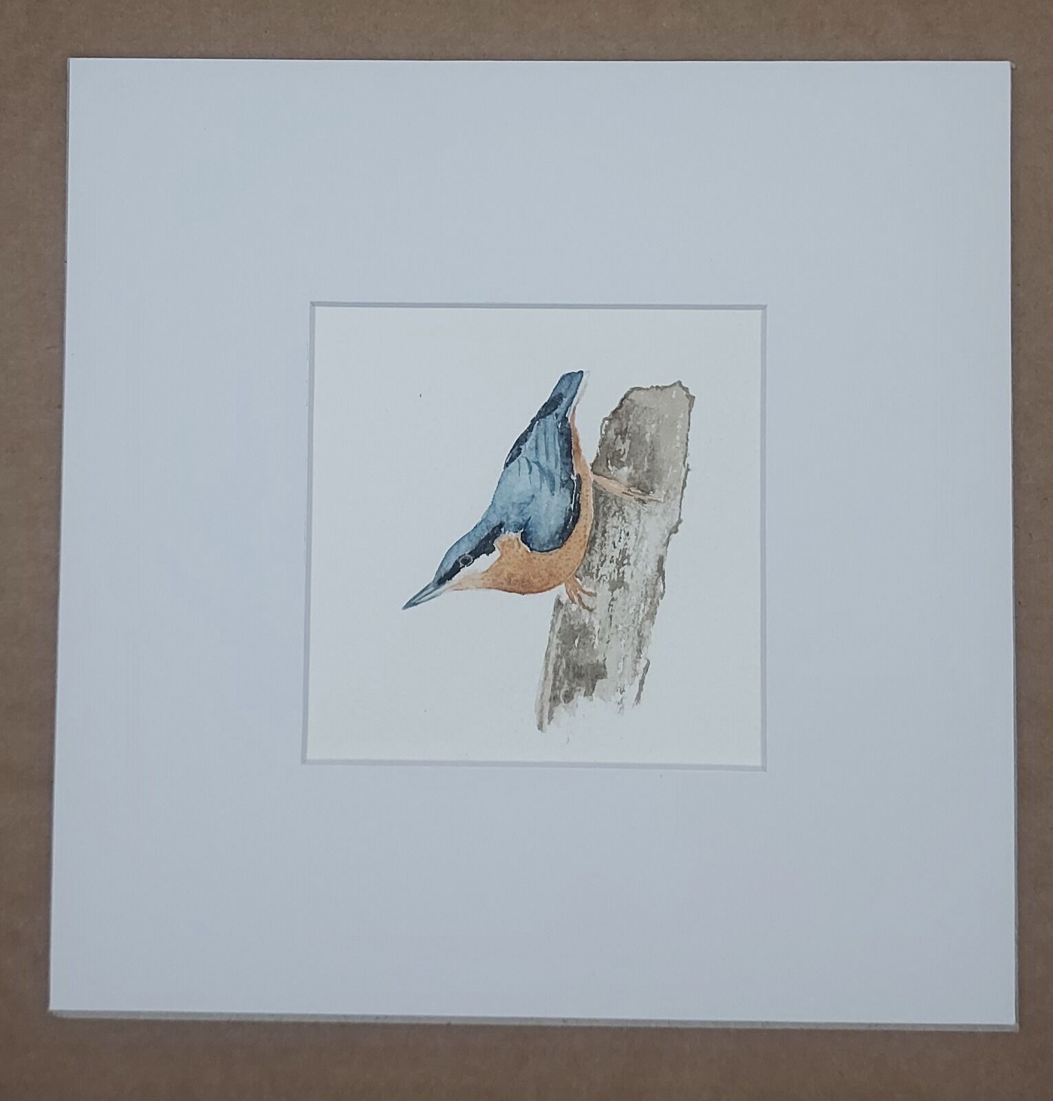 Nuthatch