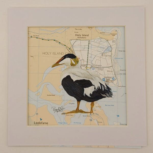 The Eider Duck of Lindisfarne - £60
