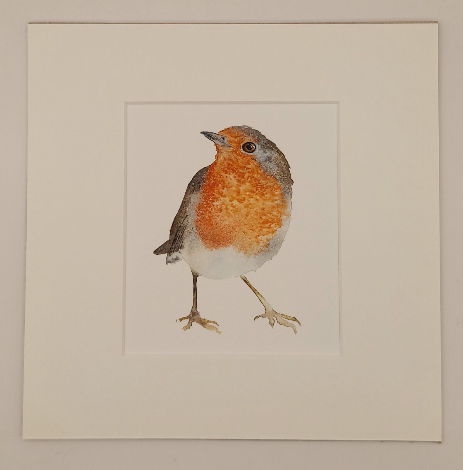 Robin £75