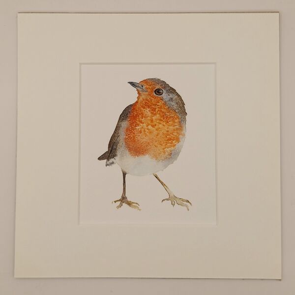 Robin £75