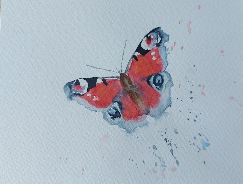 Peacock Butterfly / Pila pala paun? (Scientific name - Inachis io)