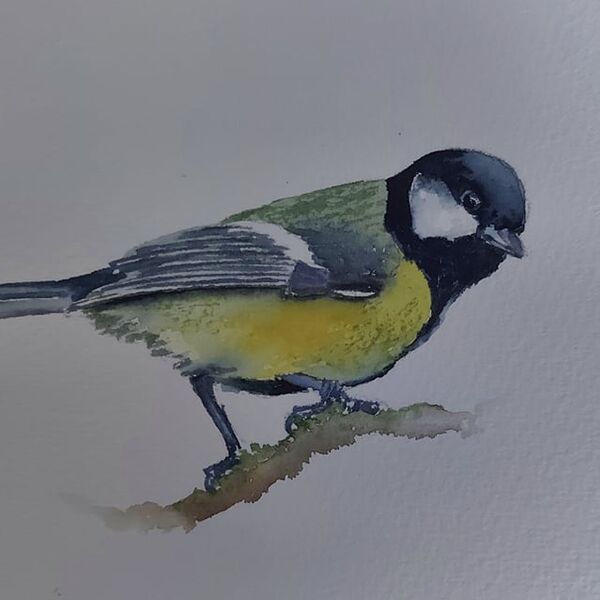 Great Tit / Titw Mawr (Scientific name - Parus major)