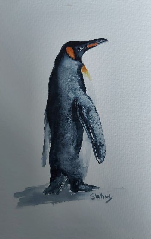 Penguin / pengwin