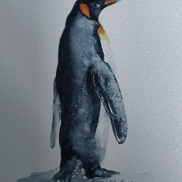 Penguin / pengwin
