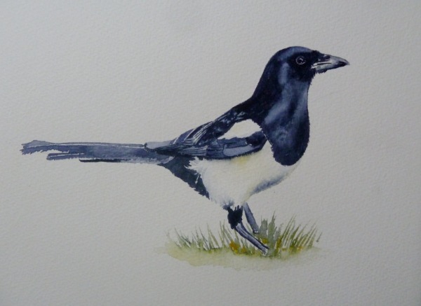 WILDLIFE IN WATERCOLOUR