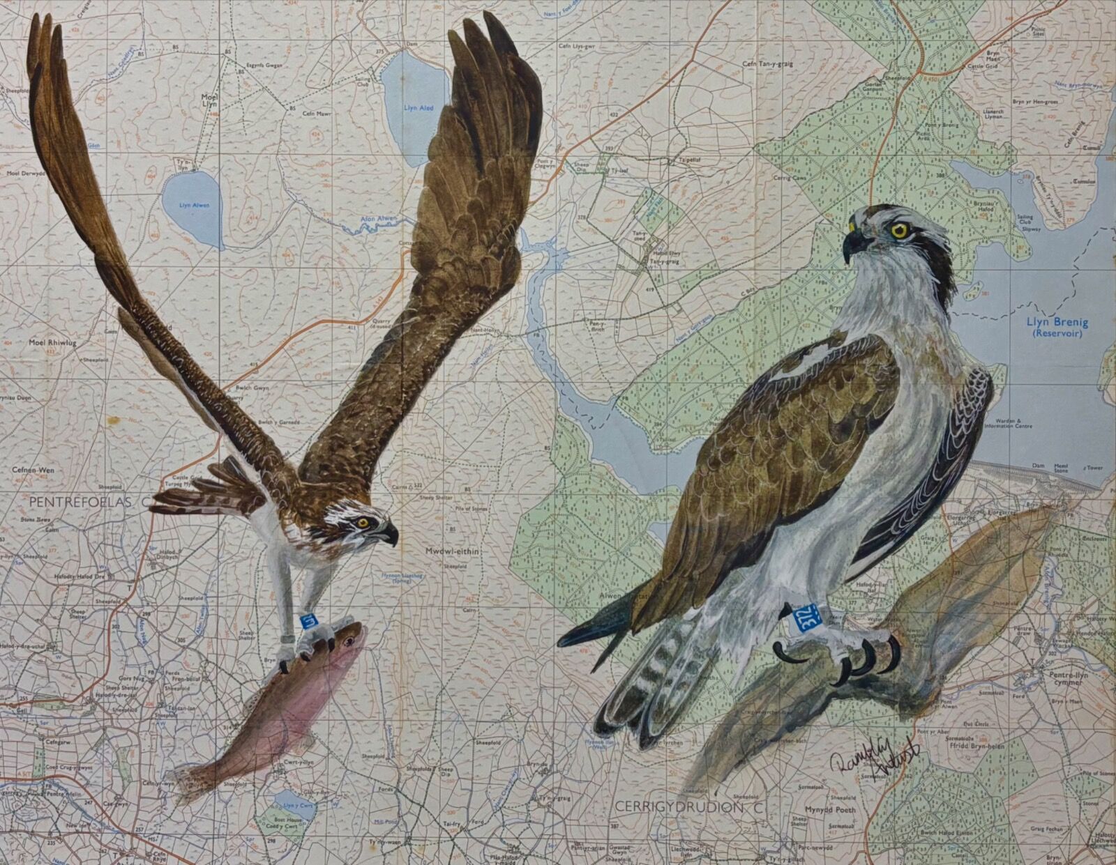 Brenig Ospreys