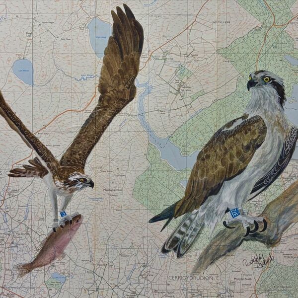 Brenig Ospreys