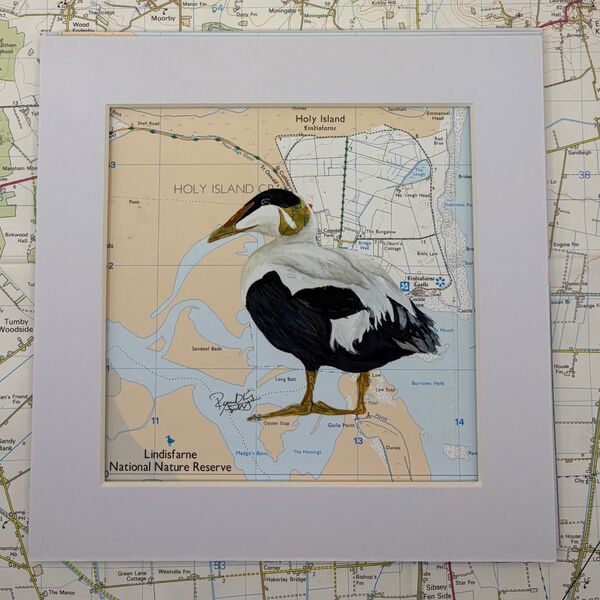 Eider Duck (Cuddy Duck)