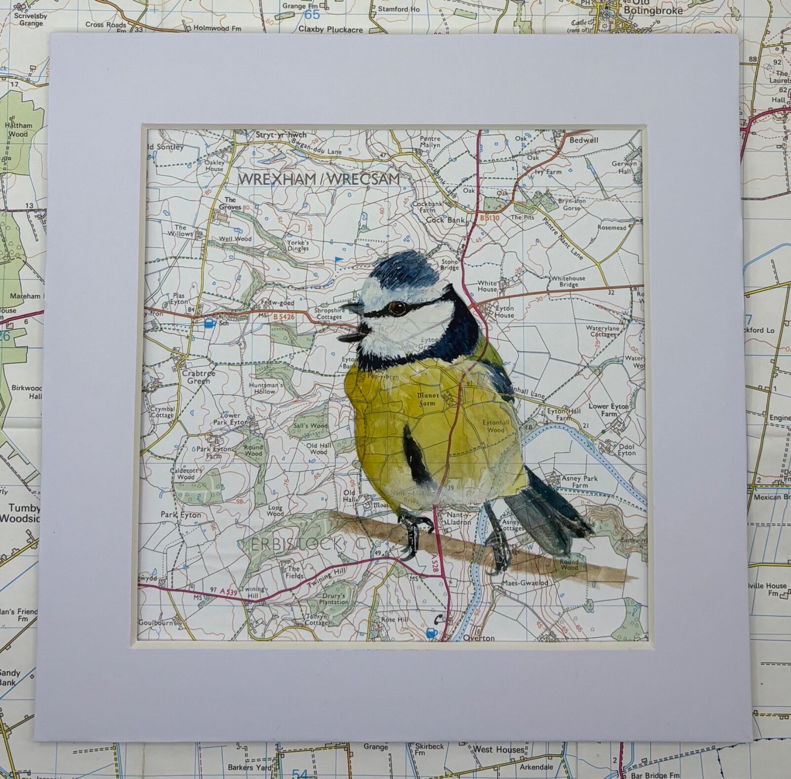 Blue Tit