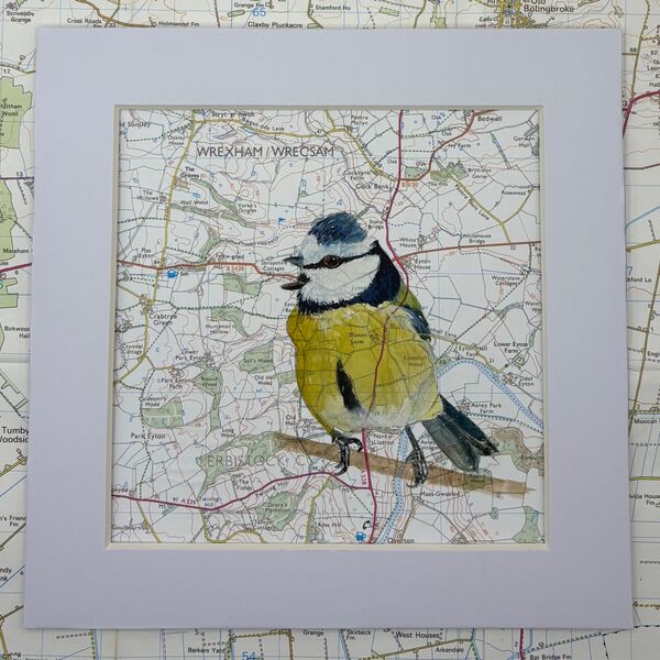 Blue Tit