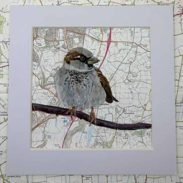 House Sparrow