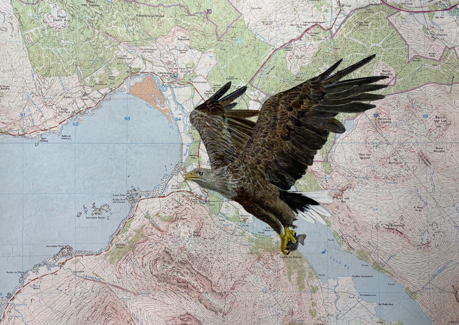 White tailed eagle over Killiechronan