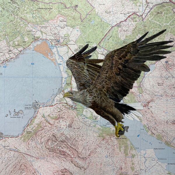 White tailed eagle over Killiechronan