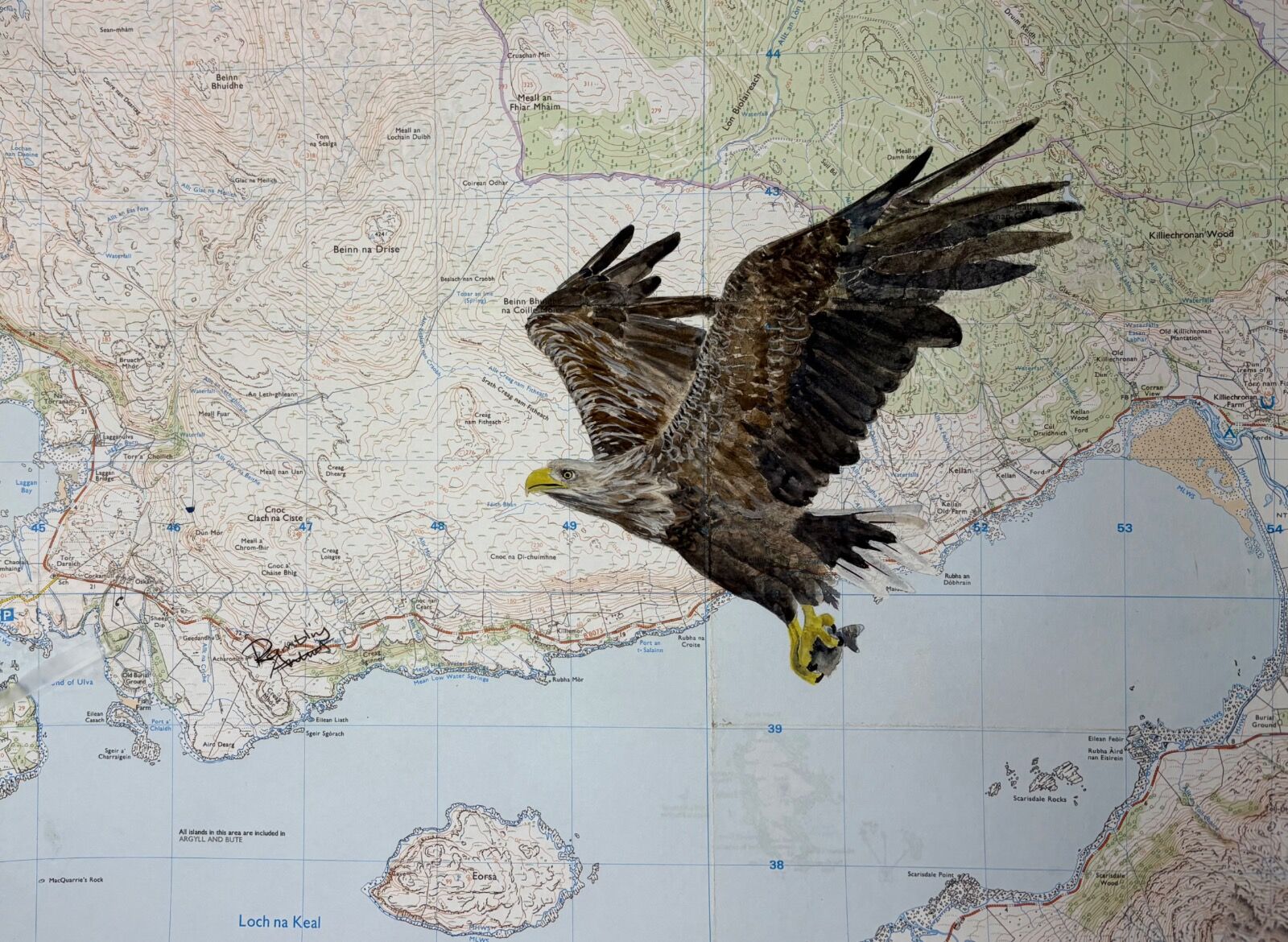 WHITE TAILED EAGLE OVER LOCH NA KEAL - £130