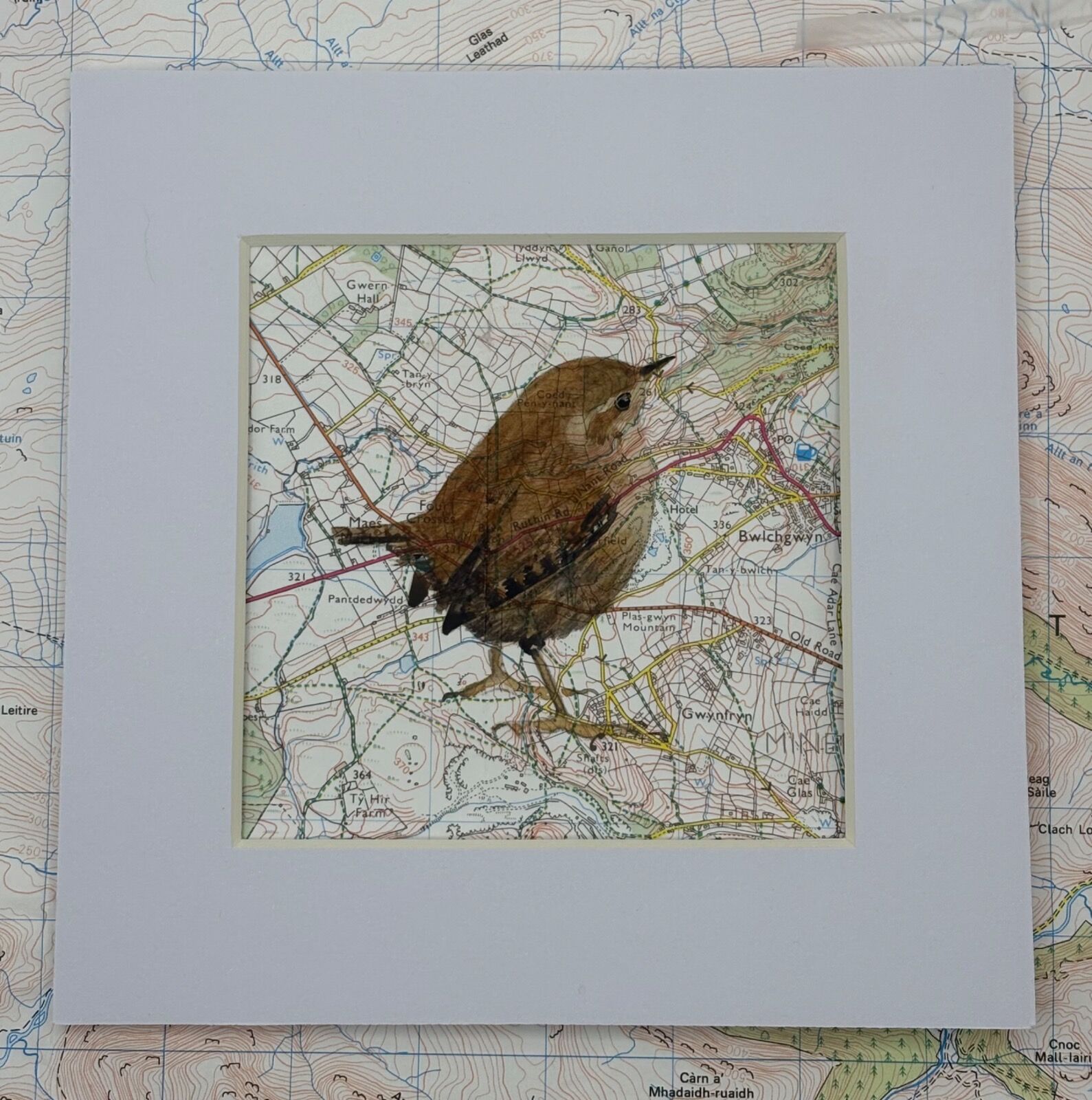 Little Wren