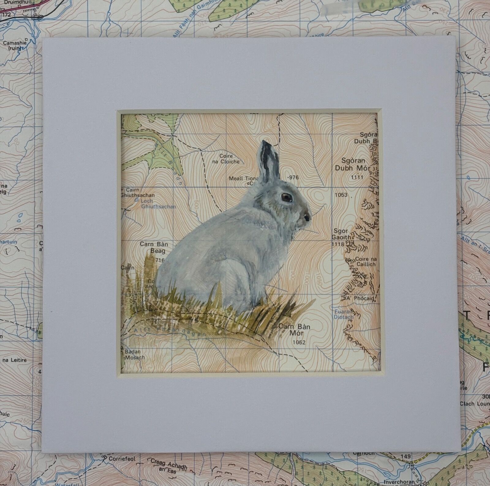 Mountain Hare