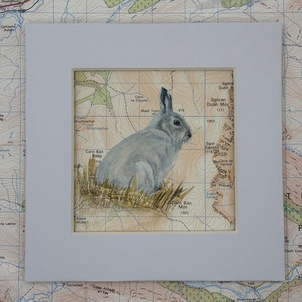 Mountain Hare