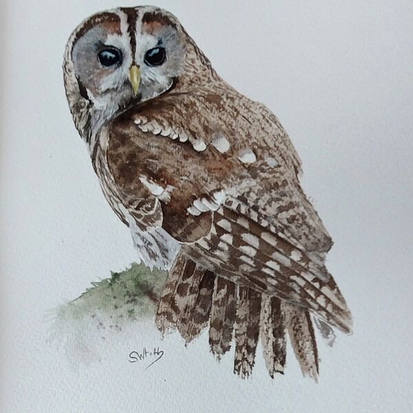 WILDLIFE WATERCOLOURS TESTIMONIALS