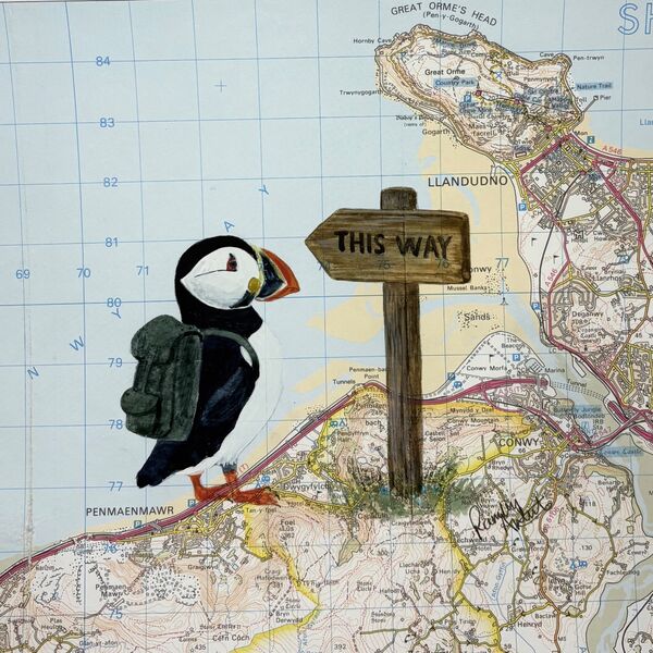 Rambling Puffin on the North Wales coast path - SOLD