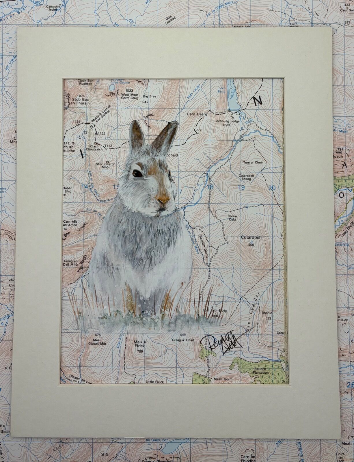 Mountain Hare in the Cairngorms