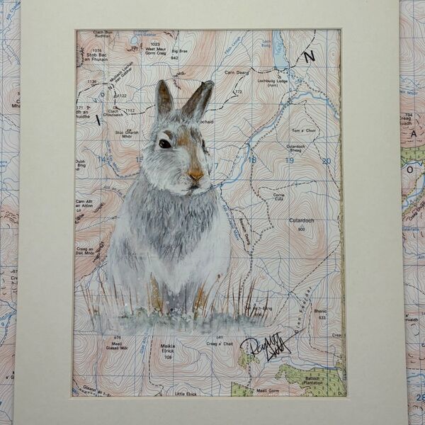 Mountain Hare in the Cairngorms