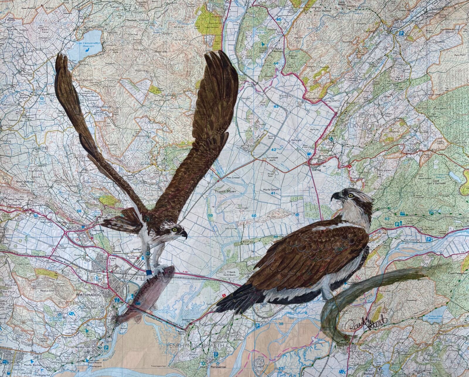 Glaslyn Ospreys