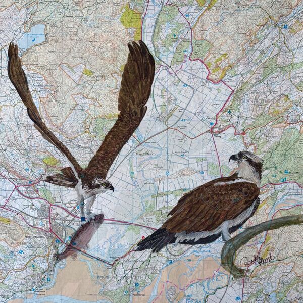 Glaslyn Ospreys