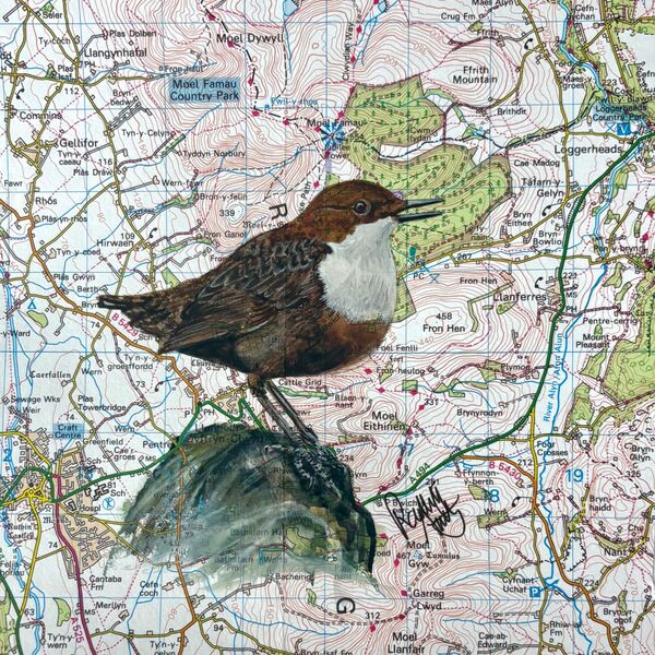 Dipper in Song