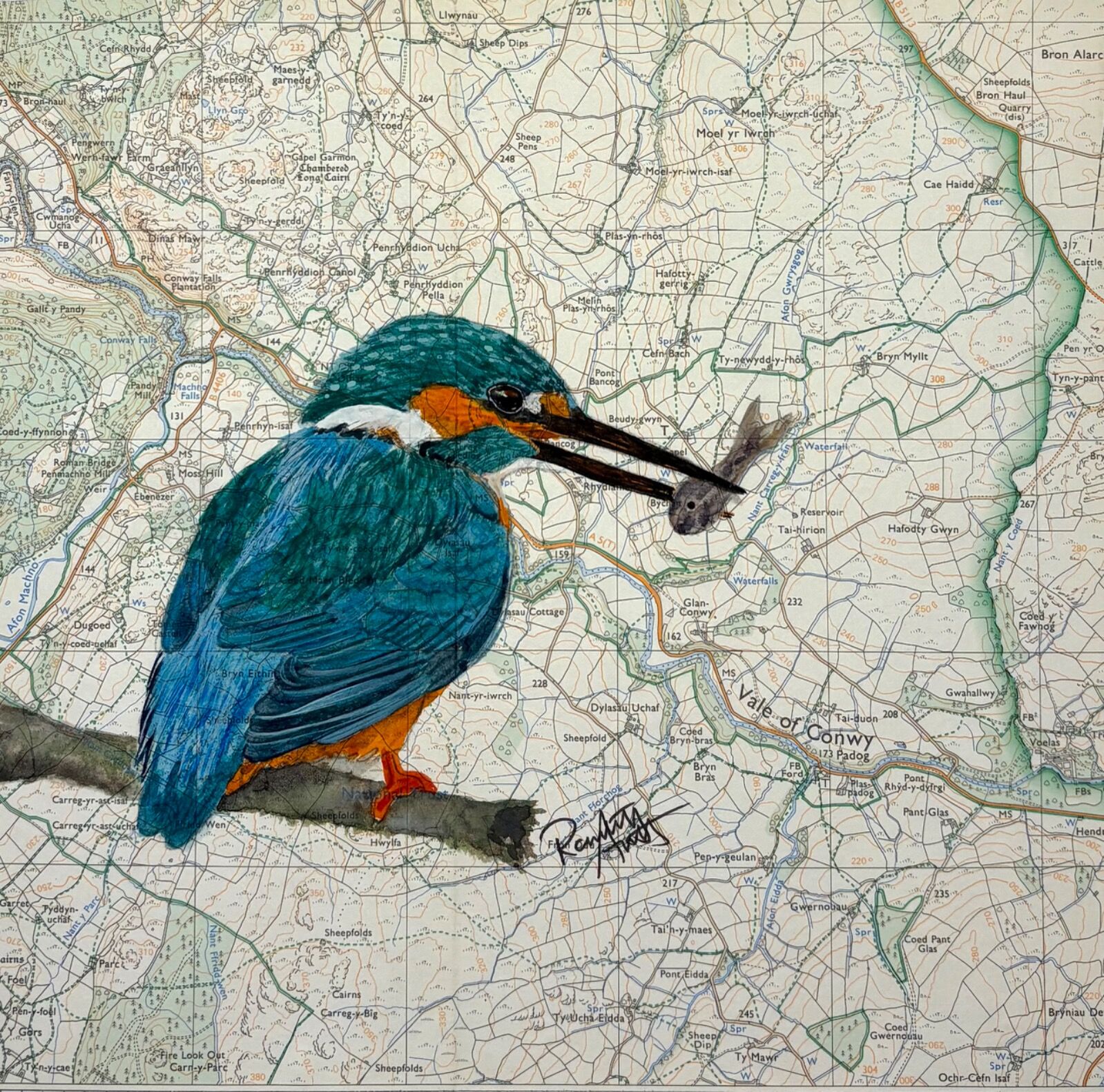 Kingfisher - Vale of Conwy