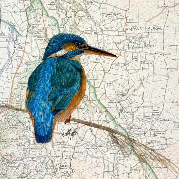 Kingfisher - Vale of Conwy (Llanrwst)