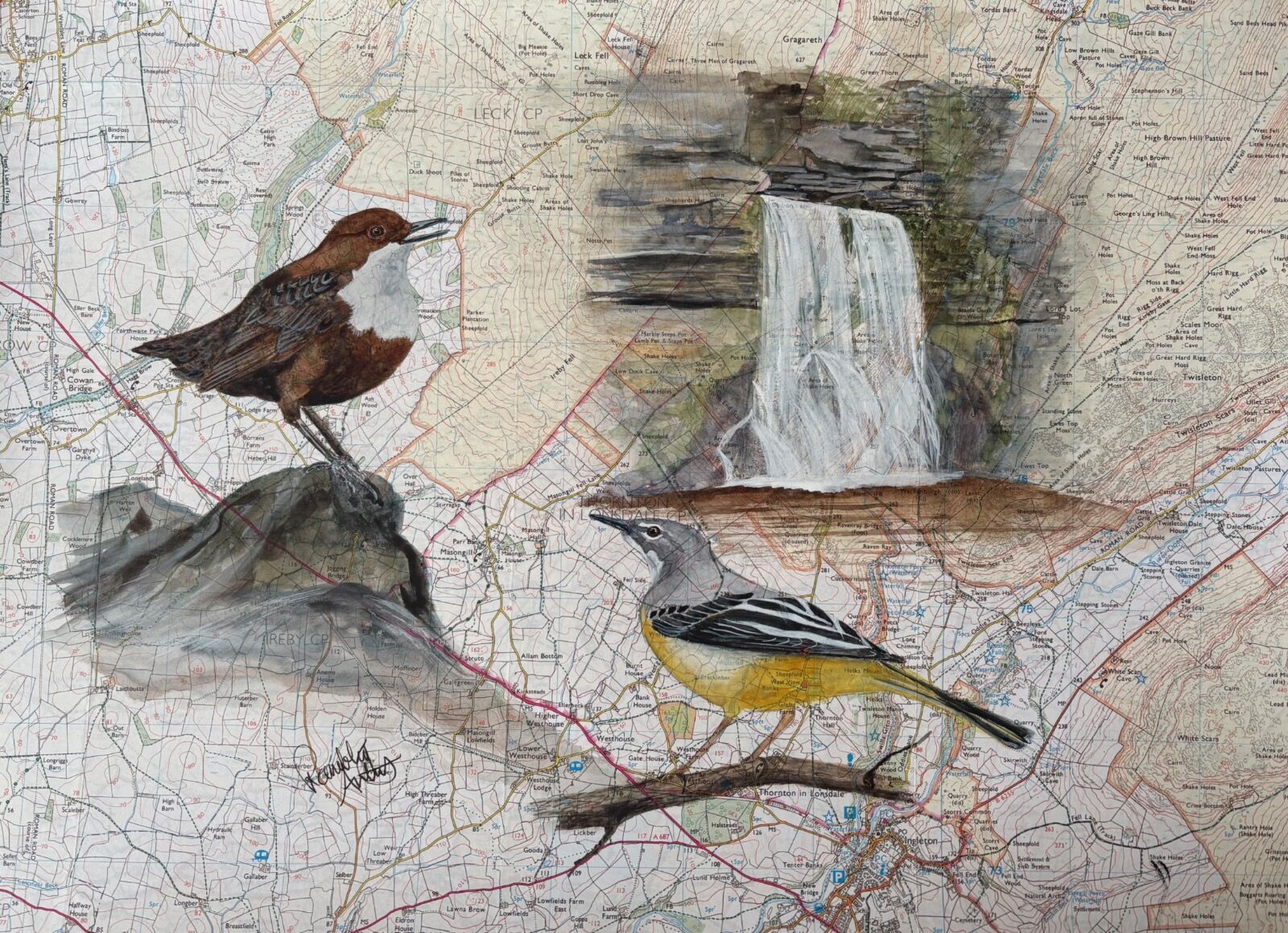 Waterfall wildlife in the Yorkshire Dales