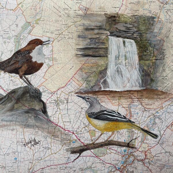 Waterfall wildlife in the Yorkshire Dales