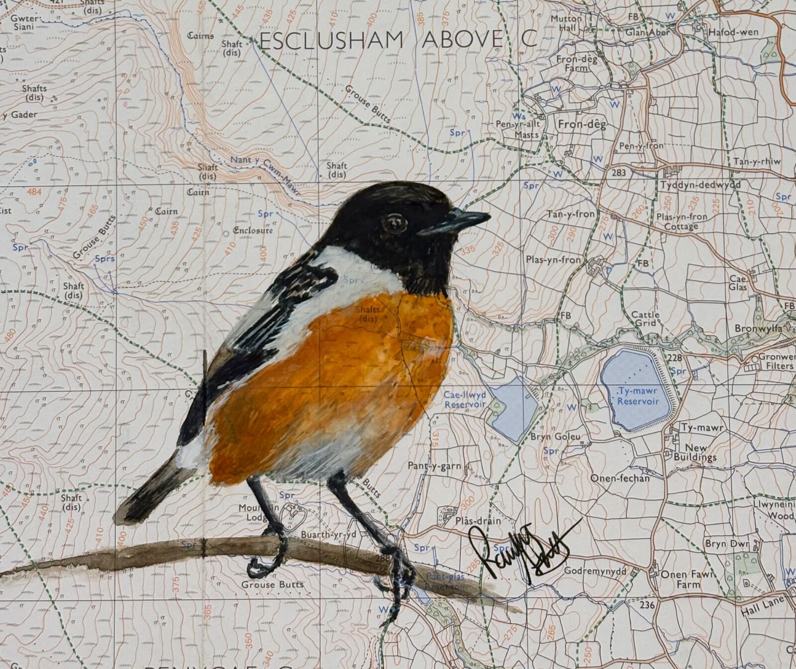 Stonechat Ruabon