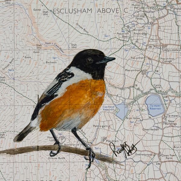 Stonechat Ruabon