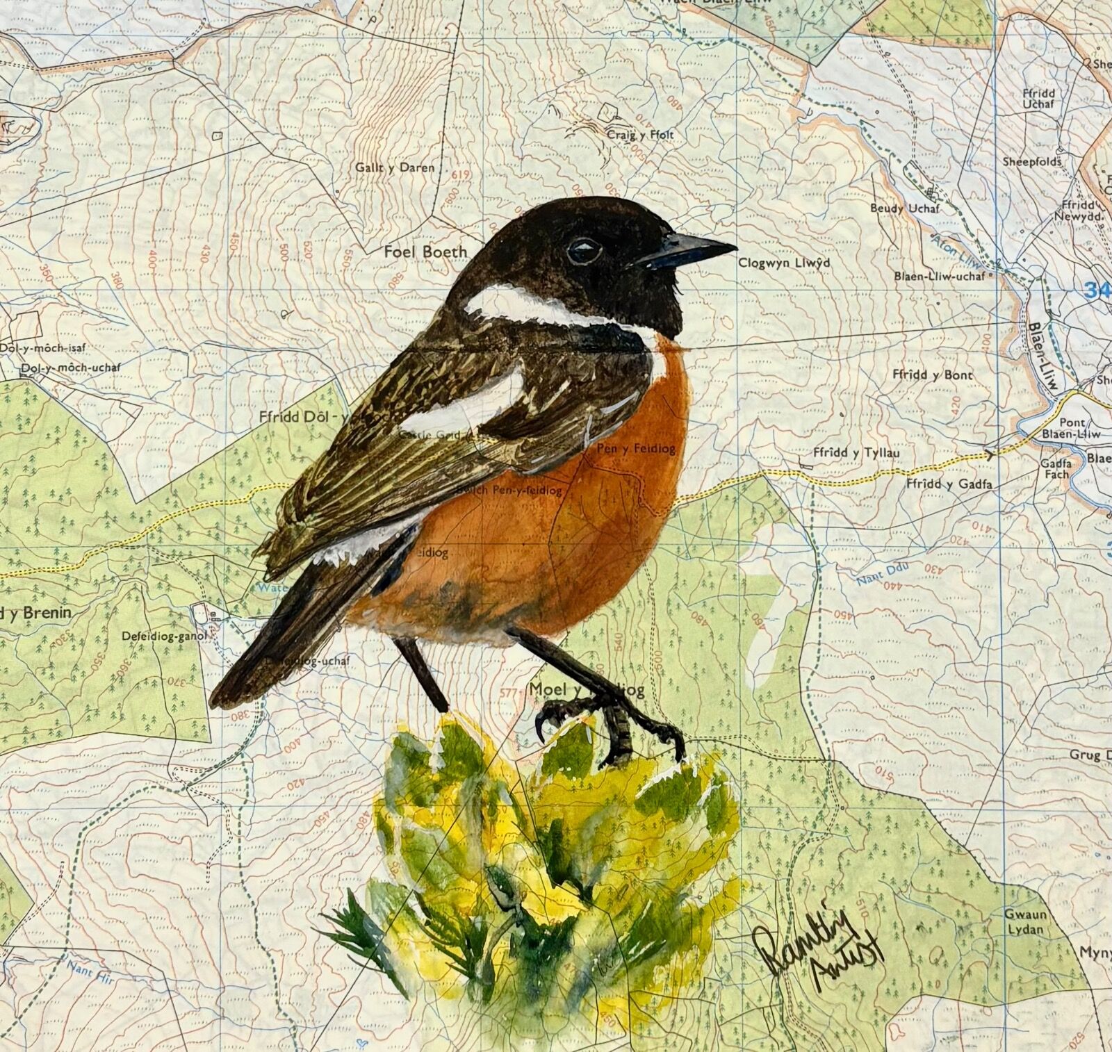 Stonechat Eryri