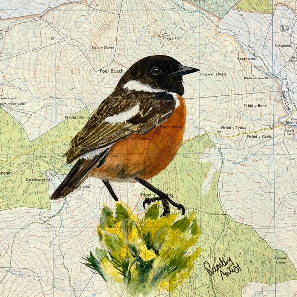 Stonechat Eryri