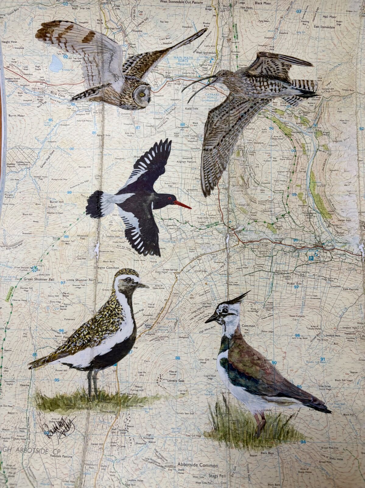 The wildlife of the Yorkshire Dales