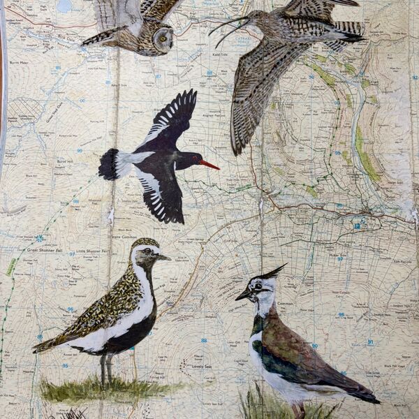The wildlife of the Yorkshire Dales