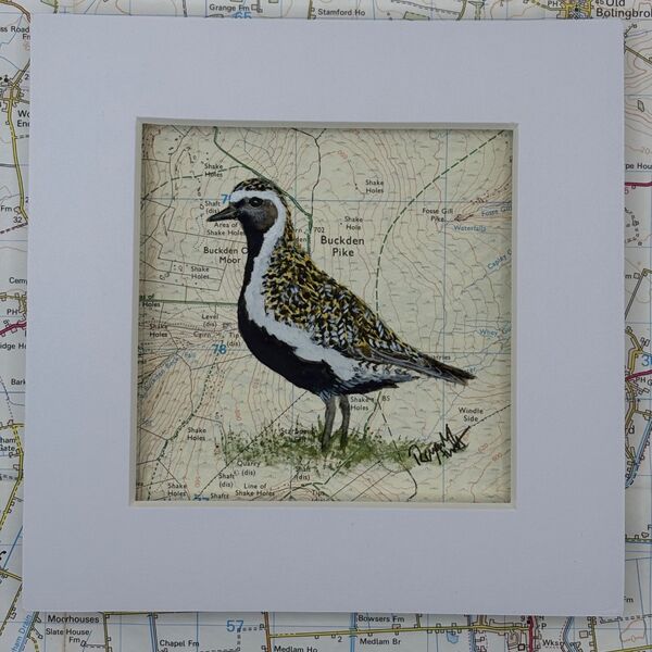 Golden Plover - Buckden Pike