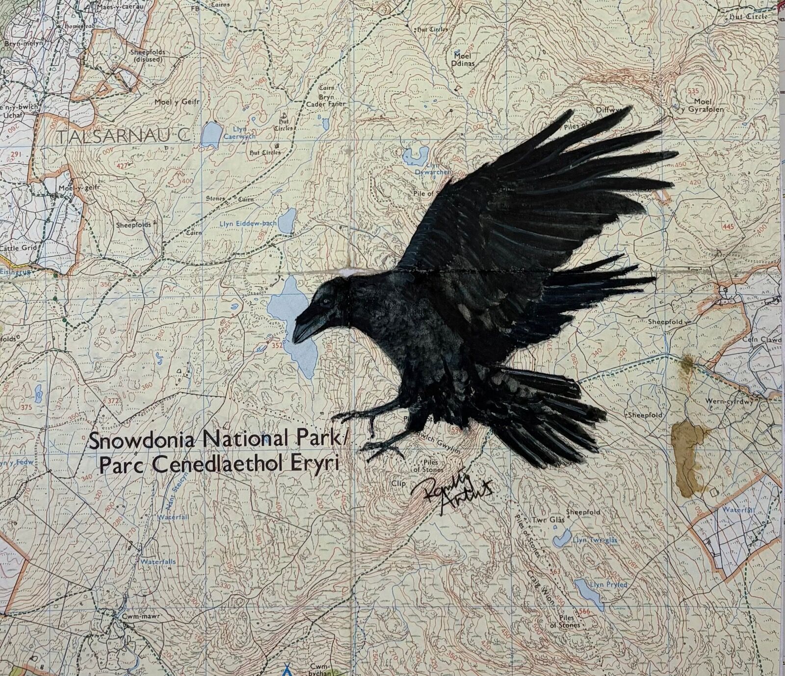 Raven - Snowdonia National Park