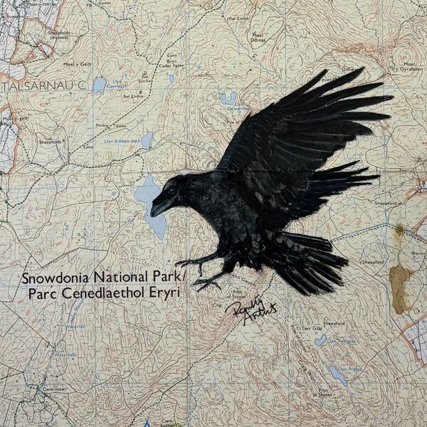 Raven - Snowdonia National Park