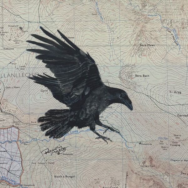 Raven over the Carneddau