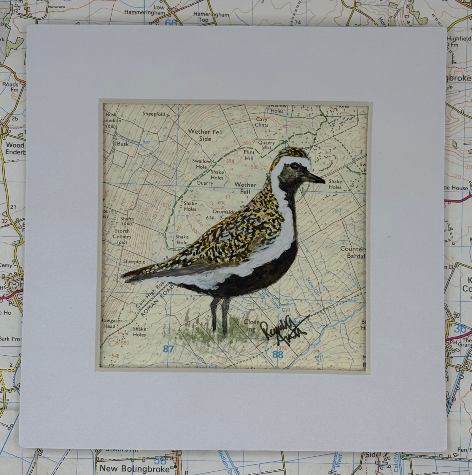 Golden Plover - Drumaldrace