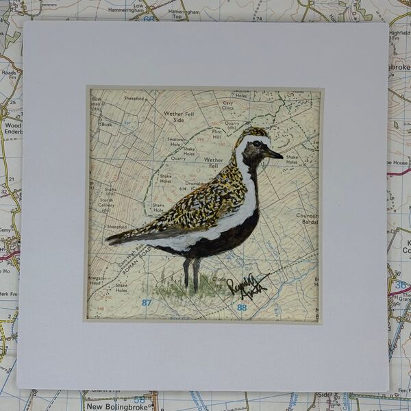 Golden Plover - Drumaldrace