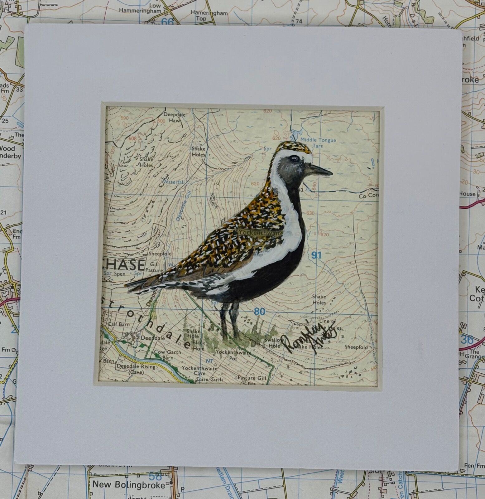Golden Plover - Yockenthwaite Moor